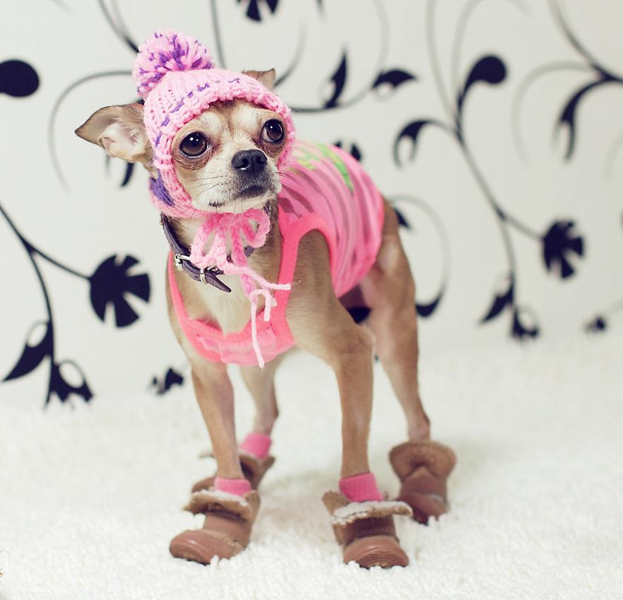 882x849, 81 Kb / шапка,ошейник,собака