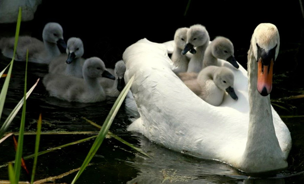 1199x727, 191 Kb / лебедь, лебедята, вода