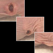 180x180, 6 Kb / рак