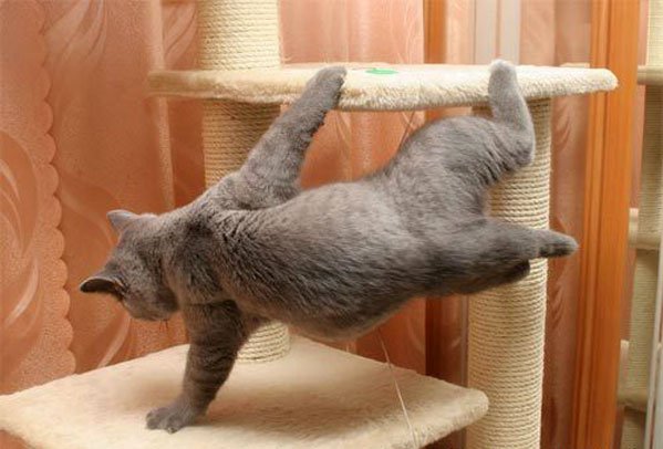 599x406, 45 Kb / кот, брейк