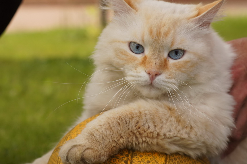 860x571, 169 Kb / кот, мячик