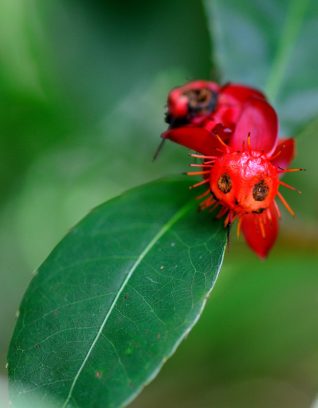 624x800, 180 Kb / цветок, рожица