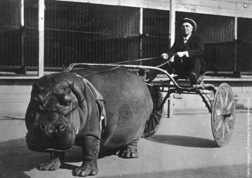 500x353, 51 Kb / бегемот, коляска