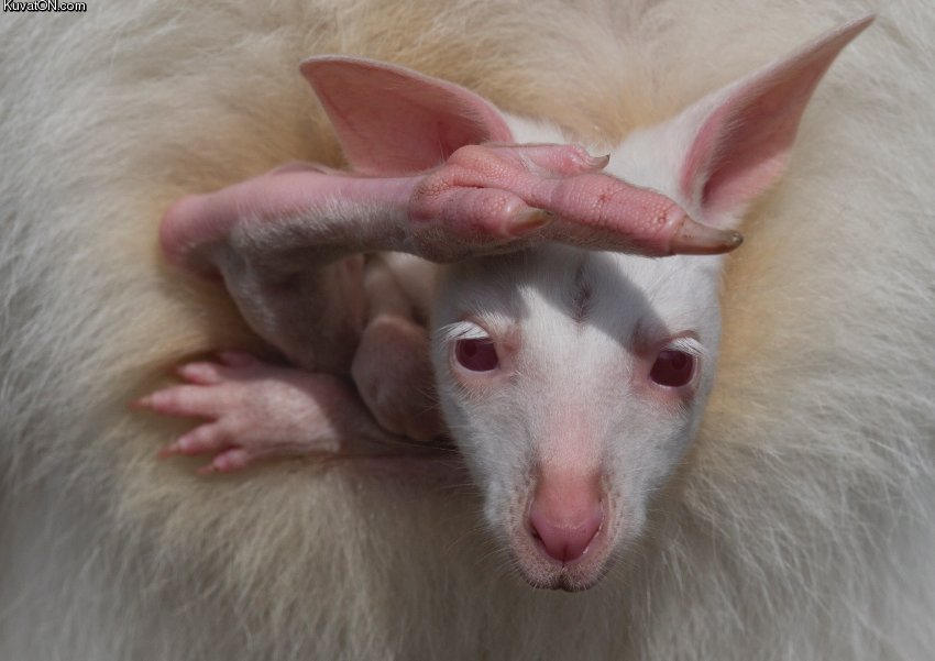 850x601, 64 Kb / кенгуру, альбинос, нога