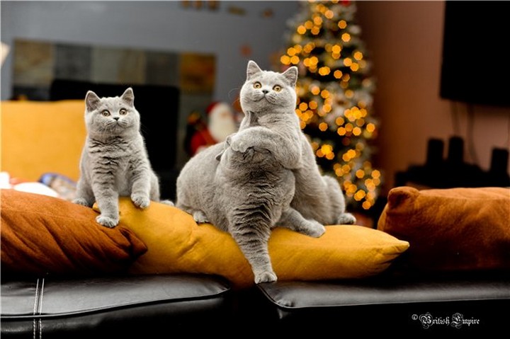 720x479, 73 Kb / коты, диван