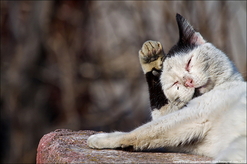 800x533, 161 Kb / кот, грязный