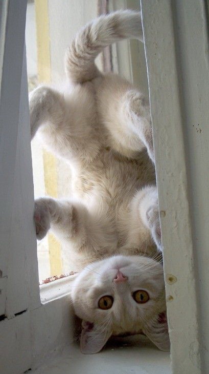 409x730, 81 Kb / кот, окно, кувырок