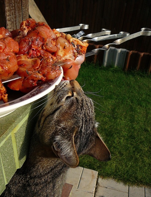 615x800, 186 Kb / котэ, шашлык, вор