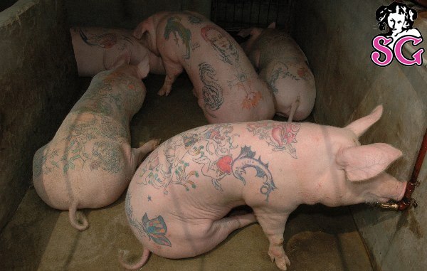 600x381, 51 Kb / suicidegirls, suicide, girls, свиньи, суицид