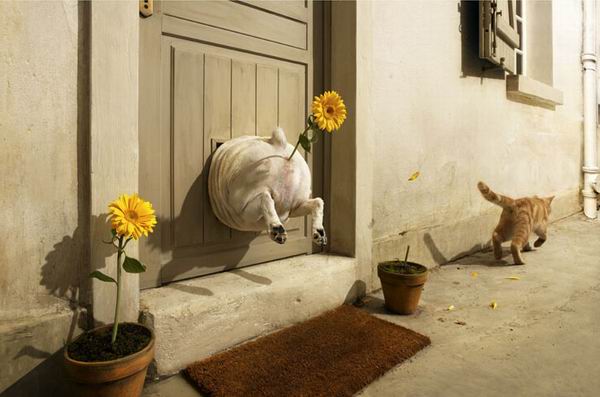 600x397, 37 Kb / кот, собака, жирная, дверь, цветок