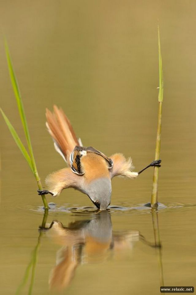 640x963, 41 Kb / шпагат,птица, трава, вода