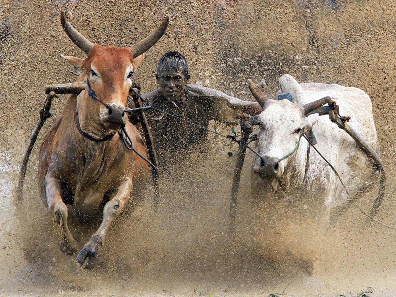 1279x959, 272 Kb / грязь, быки, скачки