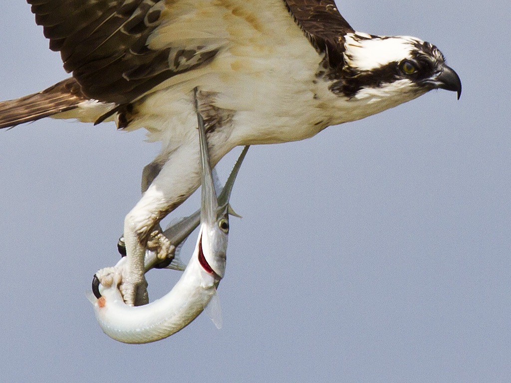 1024x768, 220 Kb / рыба, коршун, сарган, сокол, скопа, птица