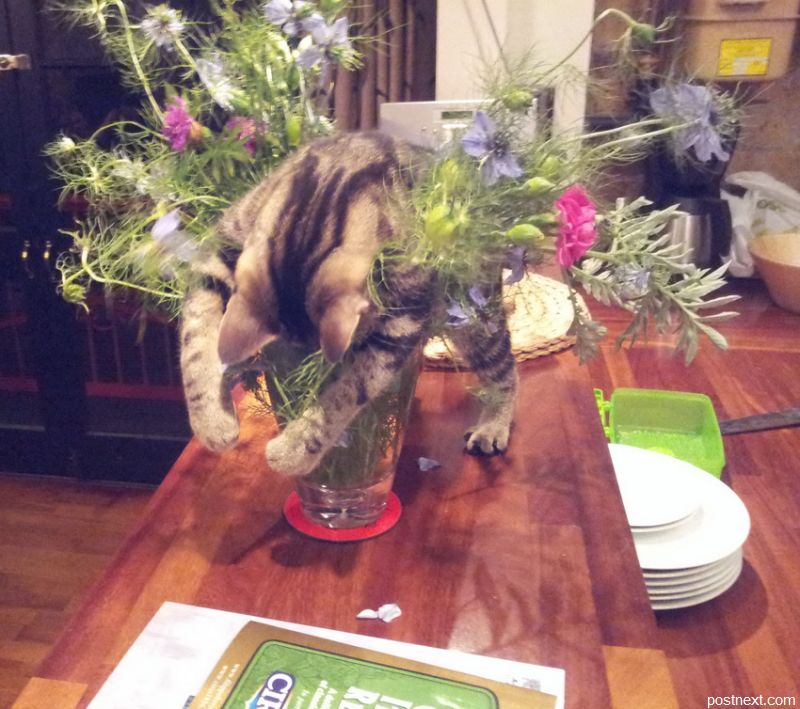 800x709, 99 Kb / котэ, букет, цветы, сон