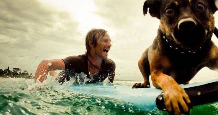 700x370, 37 Kb / собака, борд