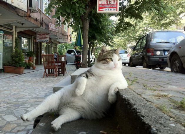 629x458, 126 Kb / кот, тротуар