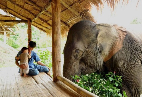 500x340, 73 Kb / слон, крыльцо