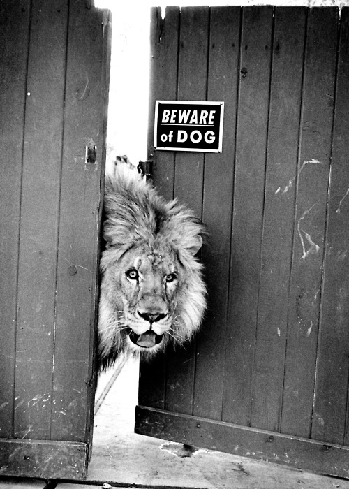 500x700, 129 Kb / лев, дверь, предупреждение