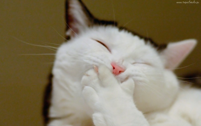 811x507, 43 Kb / кот, смех, ухмылка