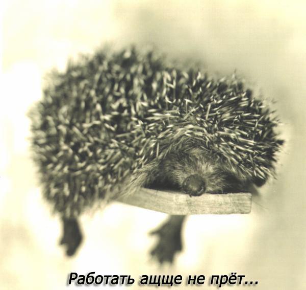 600x567, 50 Kb / еж, спит, работа