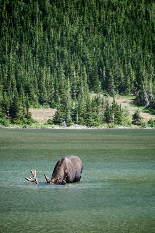 600x900, 128 Kb / лось, лес, вода