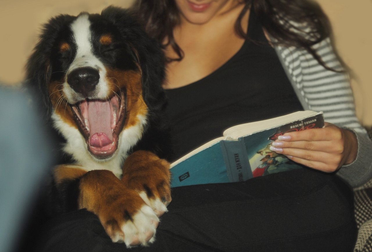 1280x866, 119 Kb / собака, зевает, книга