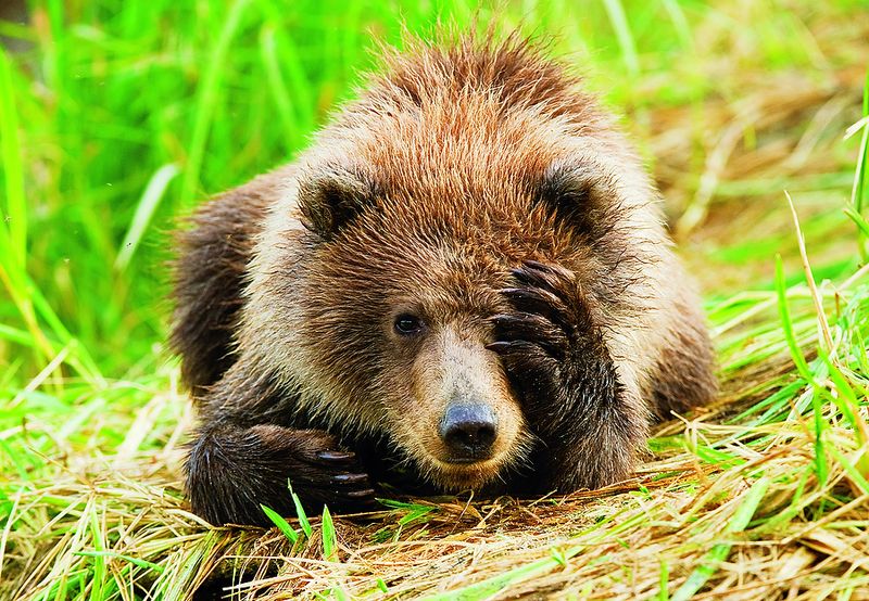 800x554, 142 Kb / медведь