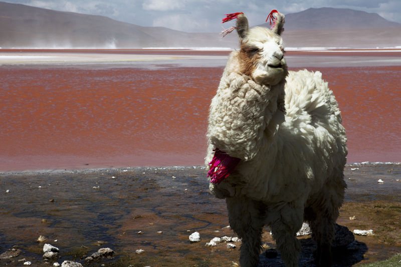 800x533, 85 Kb / лама, альпака, чили