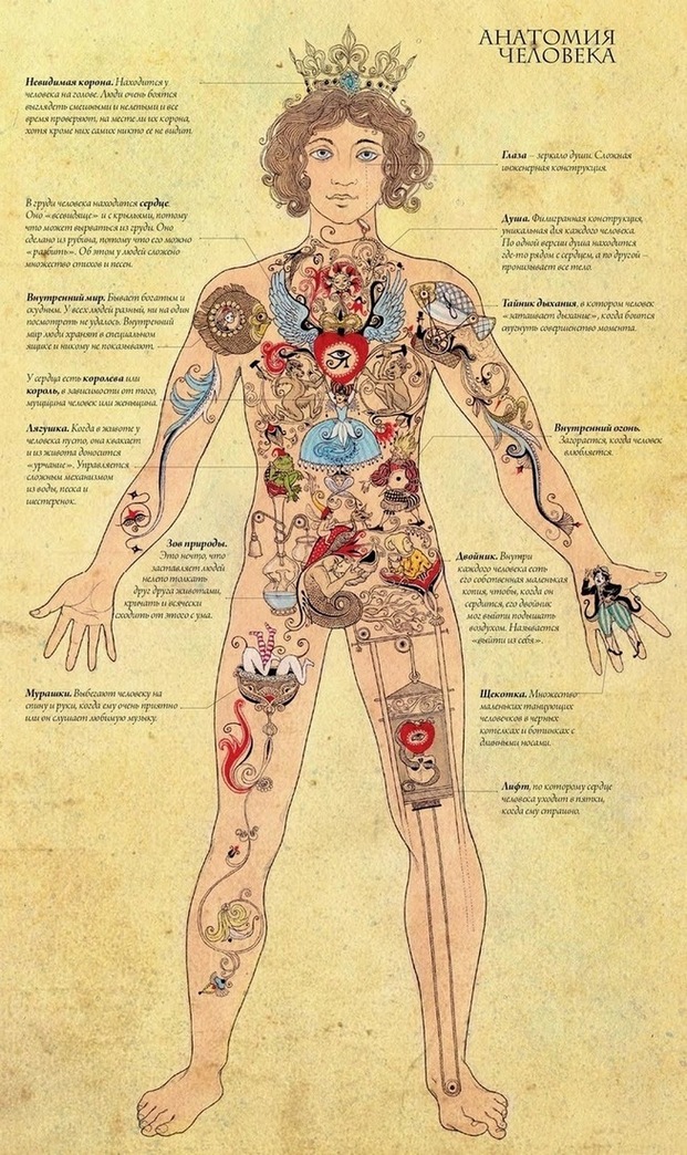 621x1044, 288 Kb / анатомия, человек
