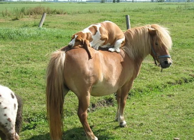 639x460, 136 Kb / собака, пони, трава