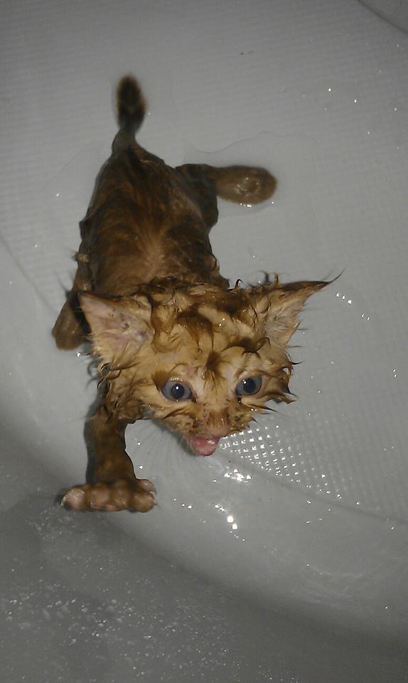 574x960, 43 Kb / котёнок, ванная, вода