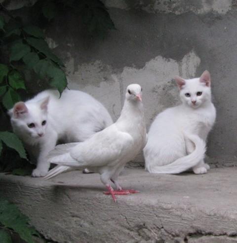 480x493, 26 Kb / кошки, голубь