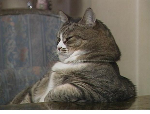 620x470, 29 Kb / кот, босс