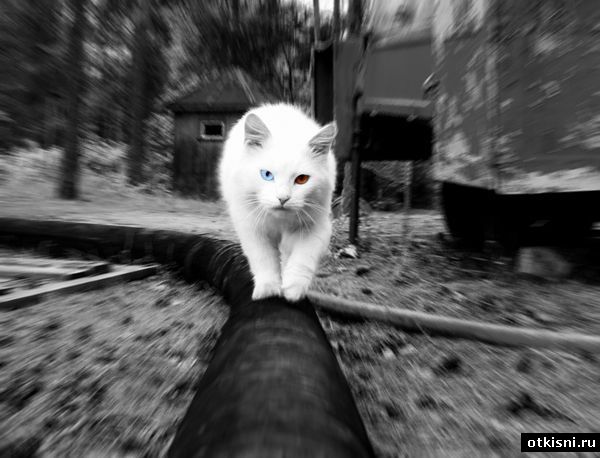 600x458, 48 Kb / кот, глаза