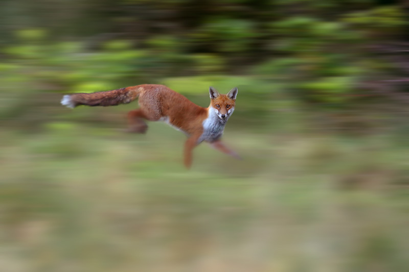 800x533, 87 Kb / лиса, лес