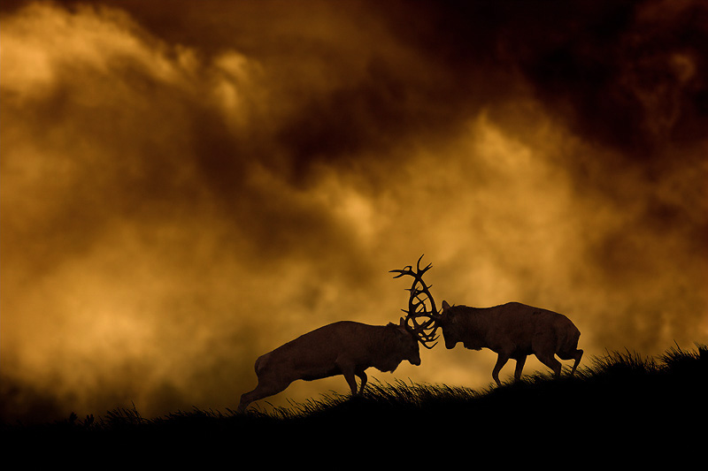800x533, 100 Kb / олени, бодаются, закат
