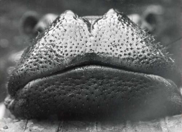 600x436, 98 Kb / бегемот, губы