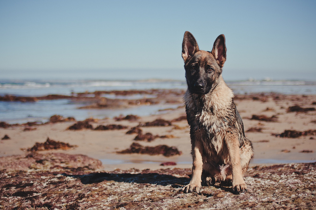 1024x682, 191 Kb / овчарка