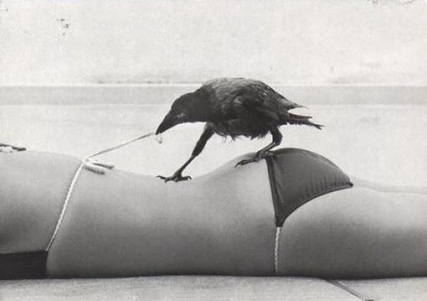 604x425, 34 Kb / ворона, девушка, пляж