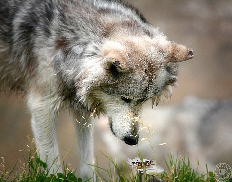 980x768, 155 Kb / волк, бабочка, цветок