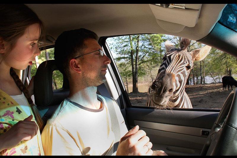 800x532, 74 Kb / зебра, окно, авто