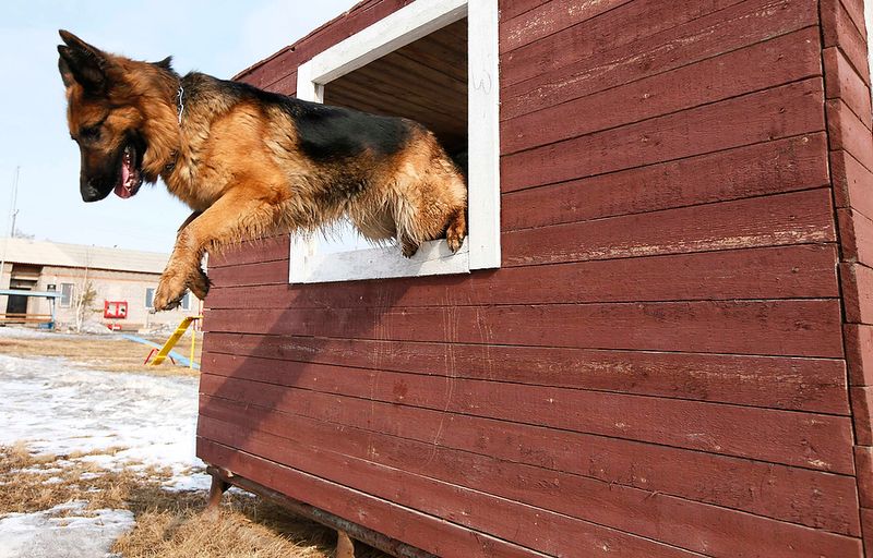 800x512, 101 Kb / овчарка, собака, полоса препятствий, тренировка, прыжок