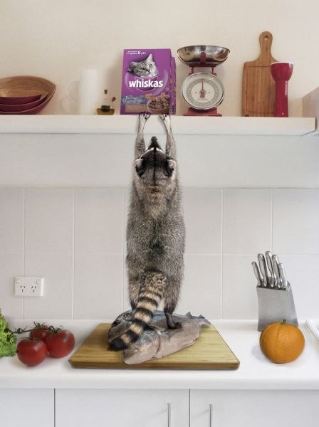 448x600, 32 Kb / енот, корм, рыба