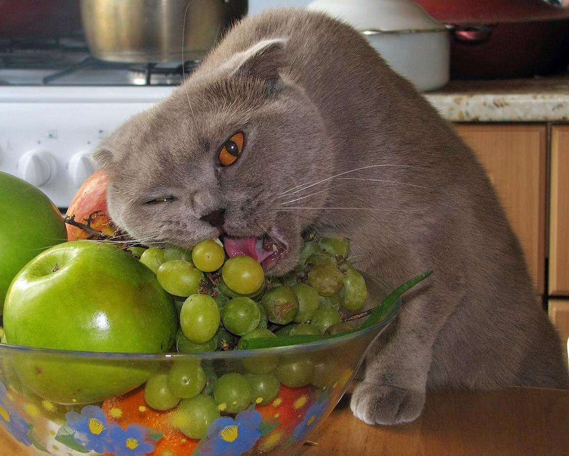 1152x922, 149 Kb / яблоки, виноград, кот, вегетарианец