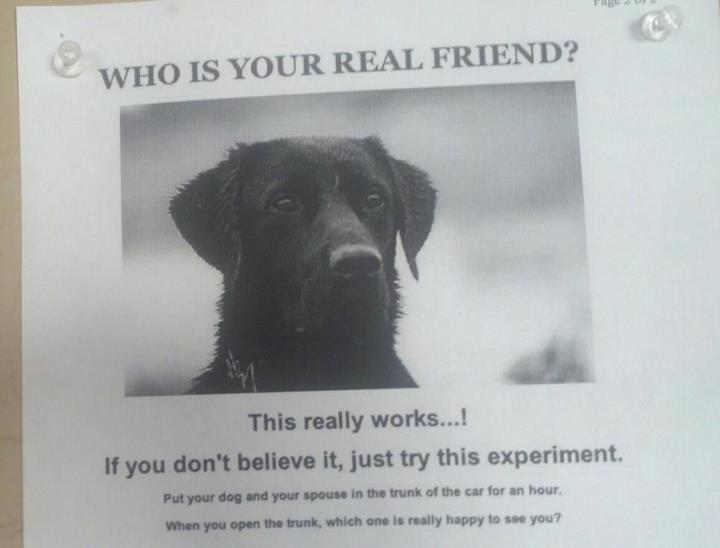 720x548, 26 Kb / собака, подруга, объявление, багажник