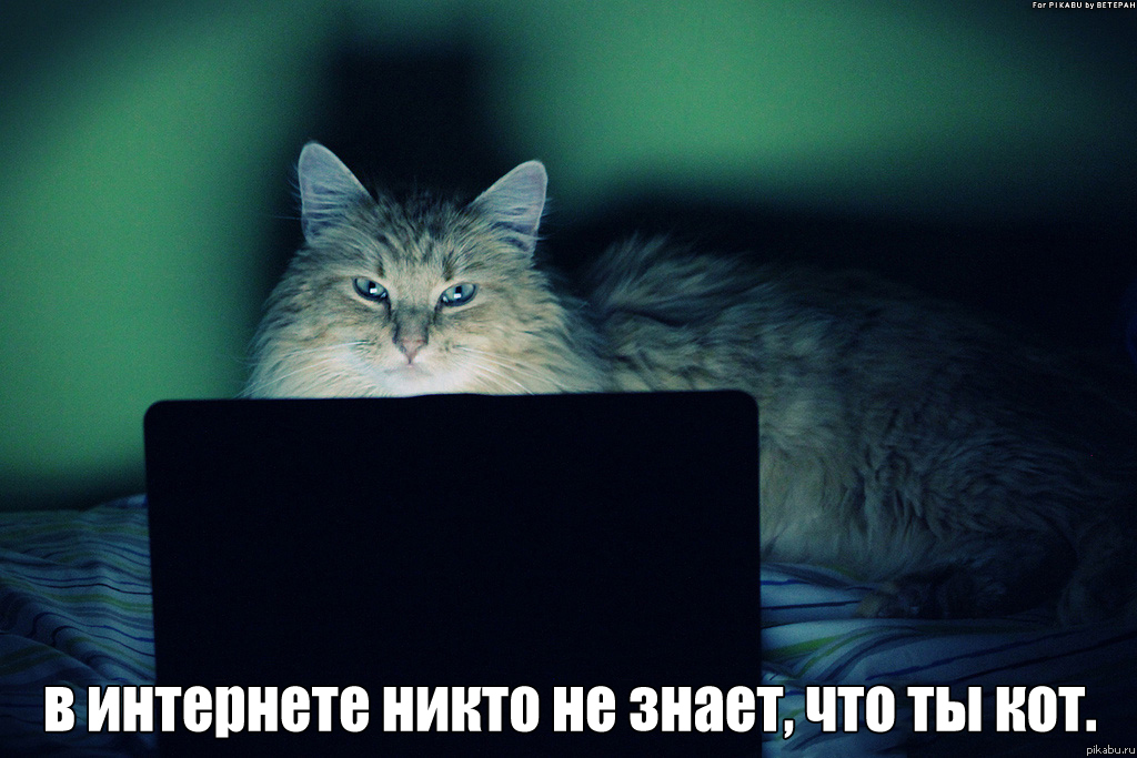1024x683, 379 Kb / кот, ноутбук, интернет, знает