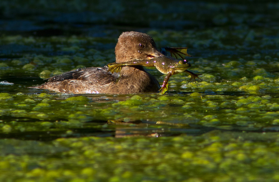 900x587, 192 Kb / утка, жаба, лягушка, водоросли