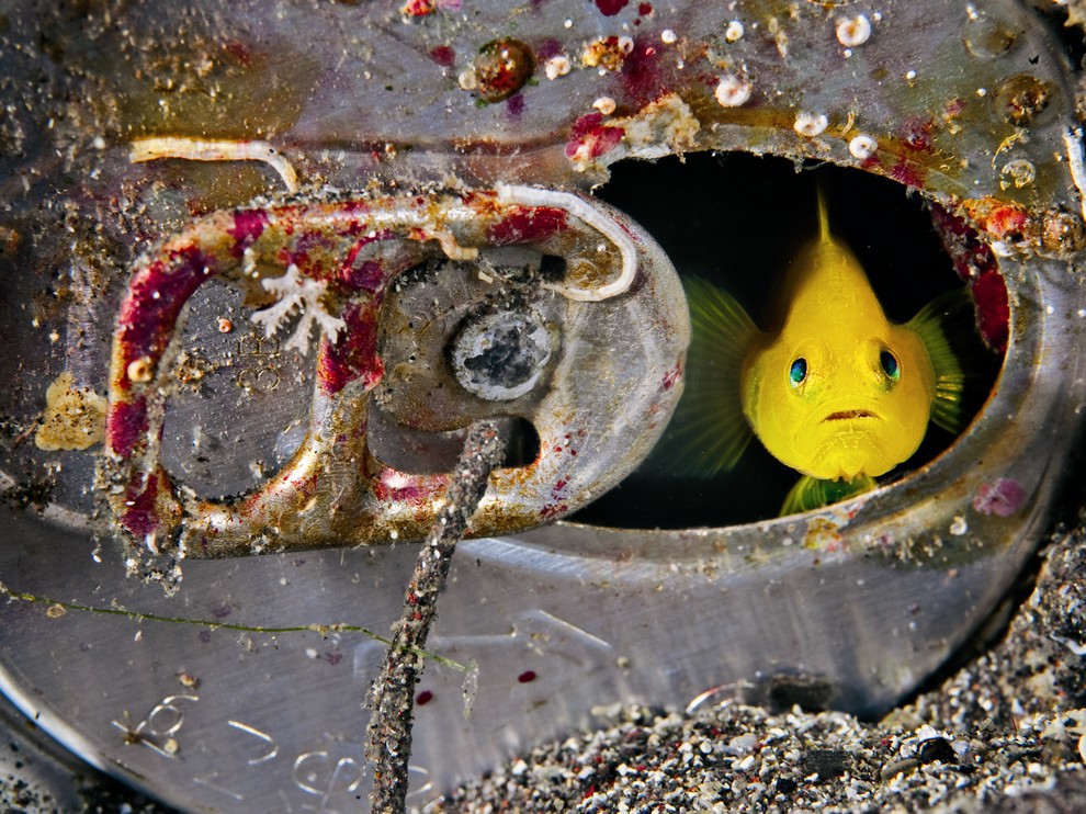 990x742, 257 Kb / рыба, банка, море, желтая