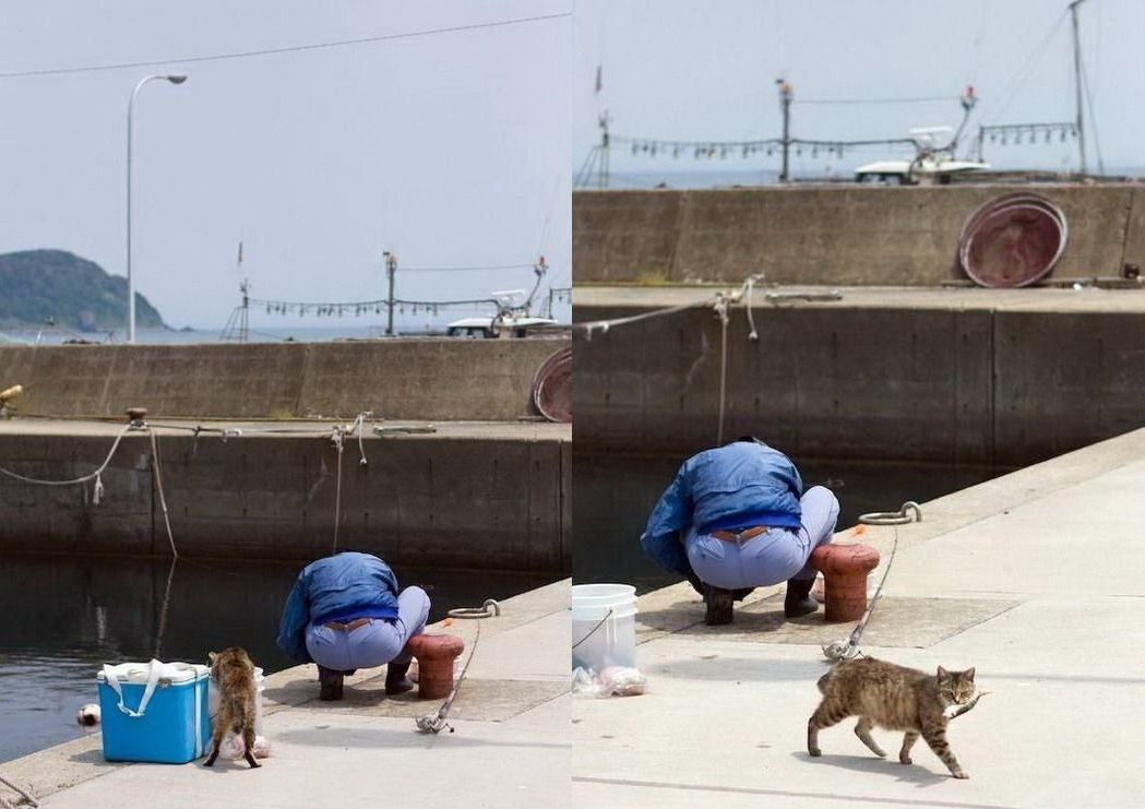 1049x741, 173 Kb / кот, вор, рыбалка