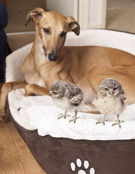 446x576, 75 Kb / собака, сова, совы